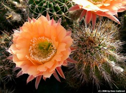 Echinopsis cv.        